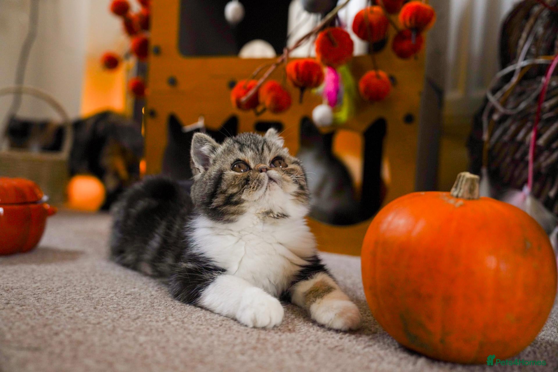 Persian cats for sale: Exotic male kitten - Advert 2