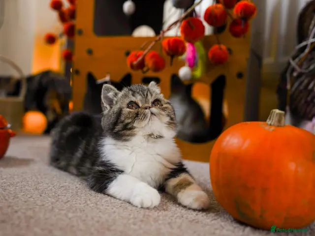 Persian cats for sale: Exotic male kitten - Advert 2