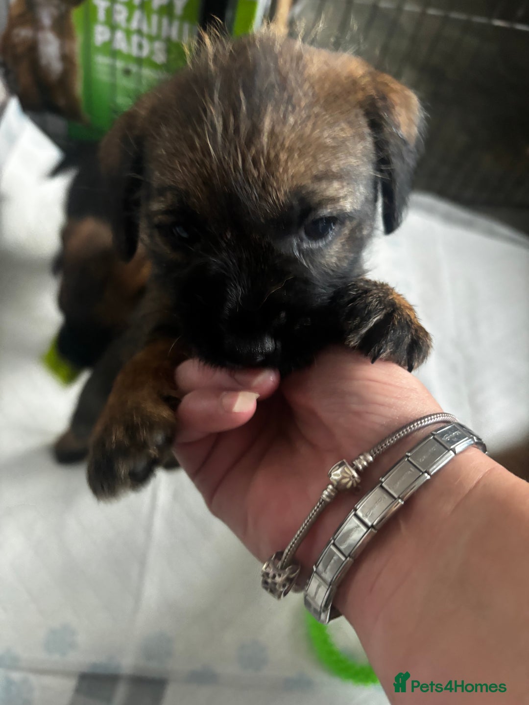 Border Terrier dogs for sale: Border Terrier puppy x1 boy - Image 11