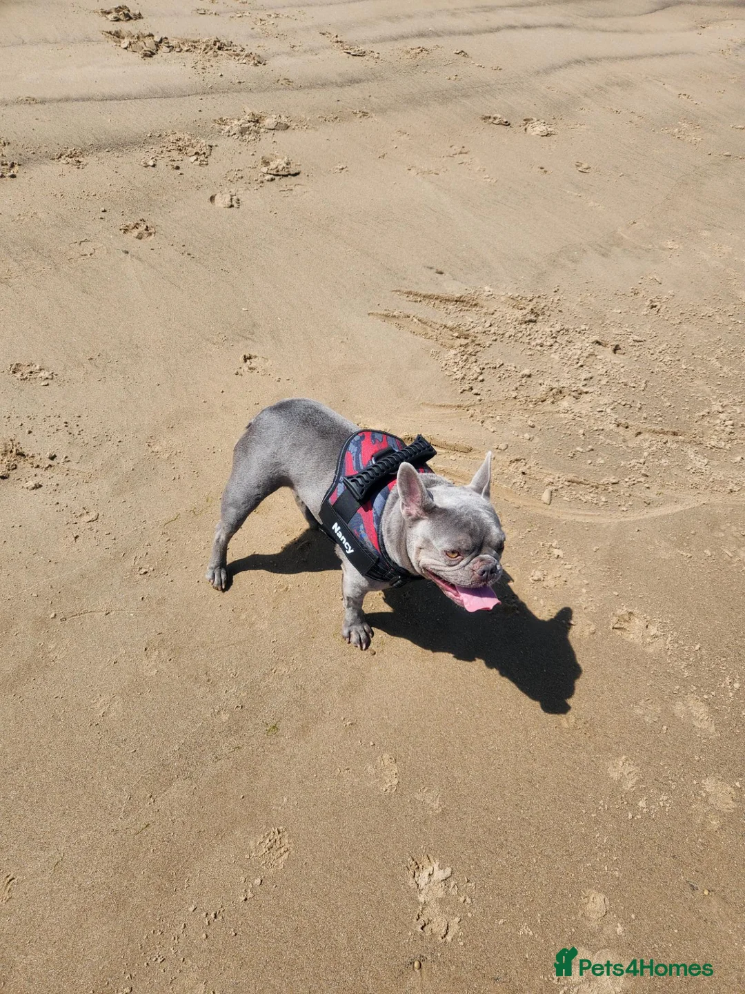French Bulldog dogs for sale: French bull dog in Billingham - Advert 2