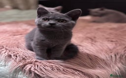 British Shorthair cats for sale: Beautiful Lilac boys - Image 3