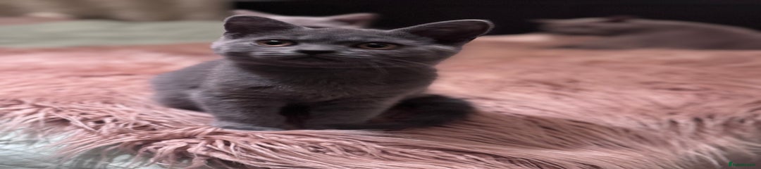 British Shorthair Kitten 2