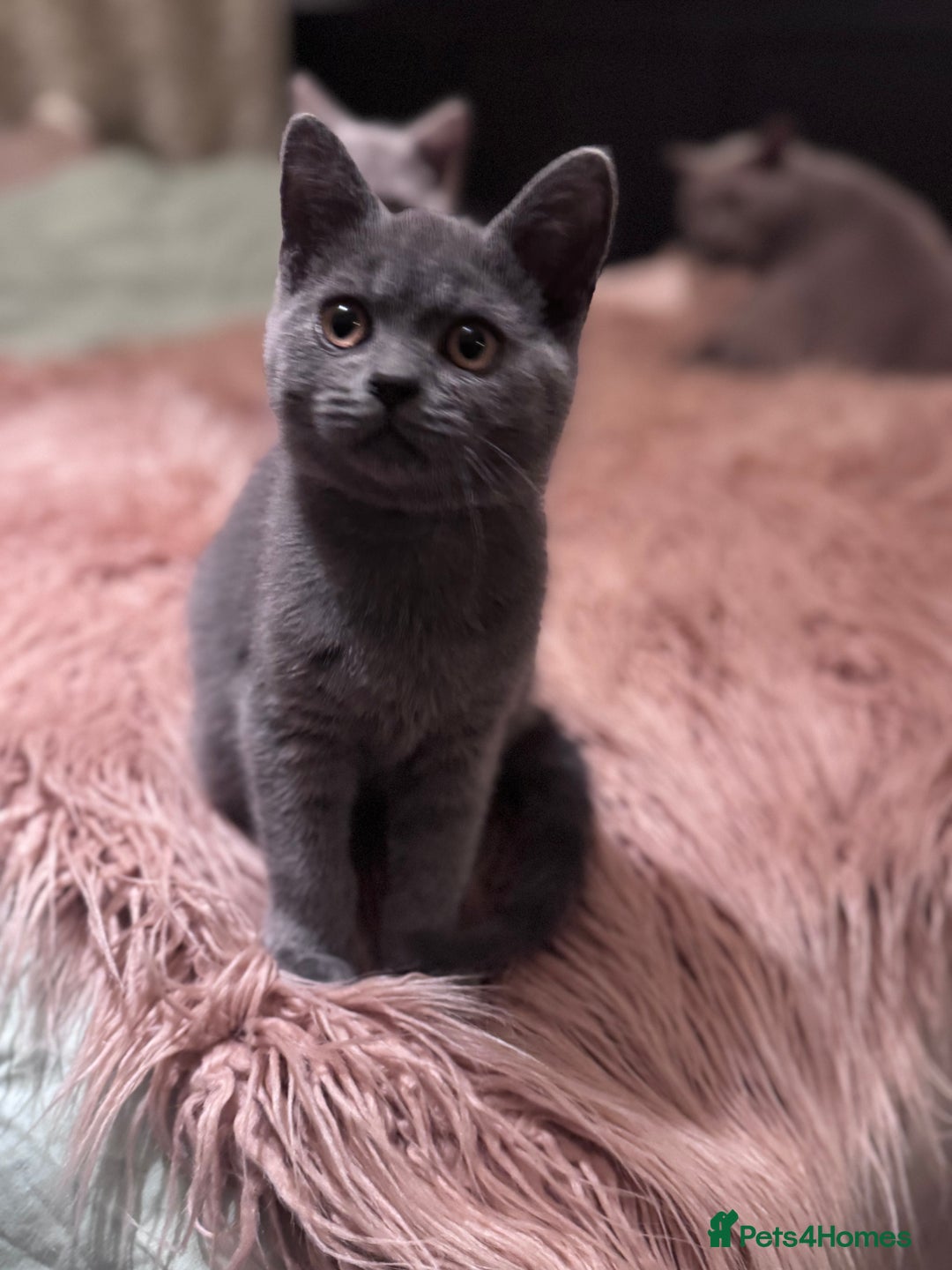 British Shorthair cats for sale: Beautiful Lilac boys - Image 3