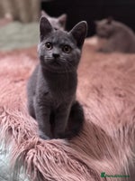 British Shorthair cats - Advert 3