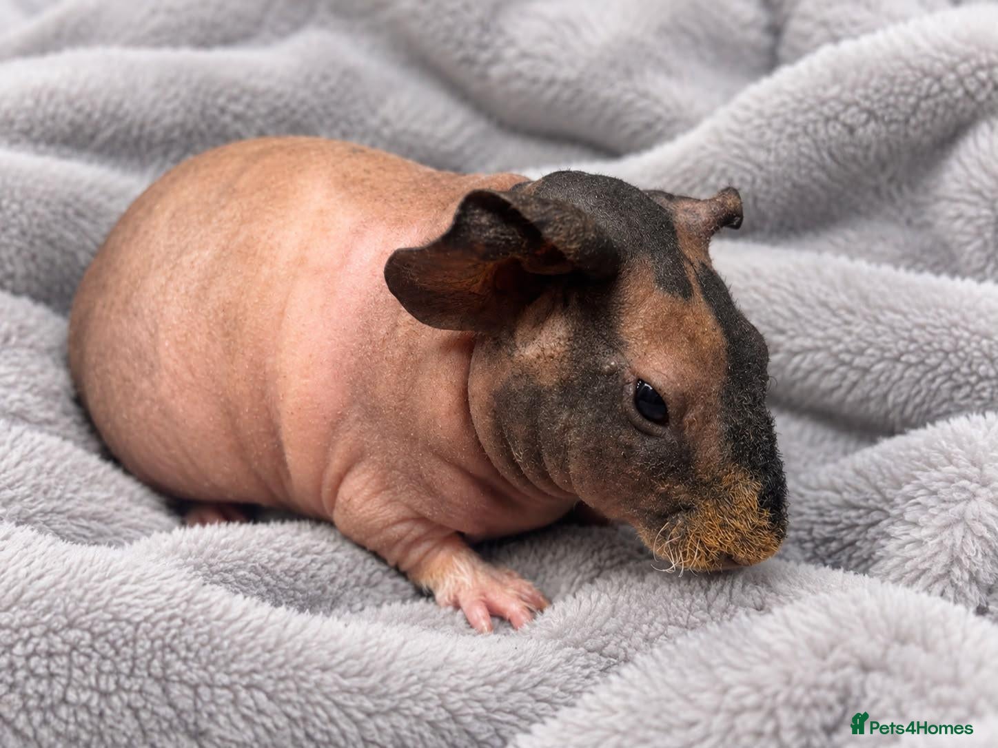 Guinea Pig rodents for sale: Gorgeous Skinny pigs girl for sale! - Advert 13