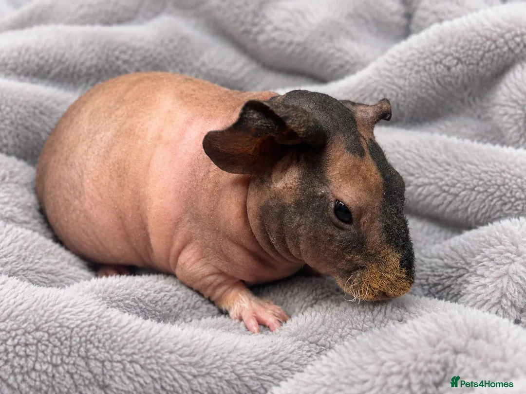 Guinea Pig rodents for sale: Gorgeous Skinny pigs for sale! - Advert 4