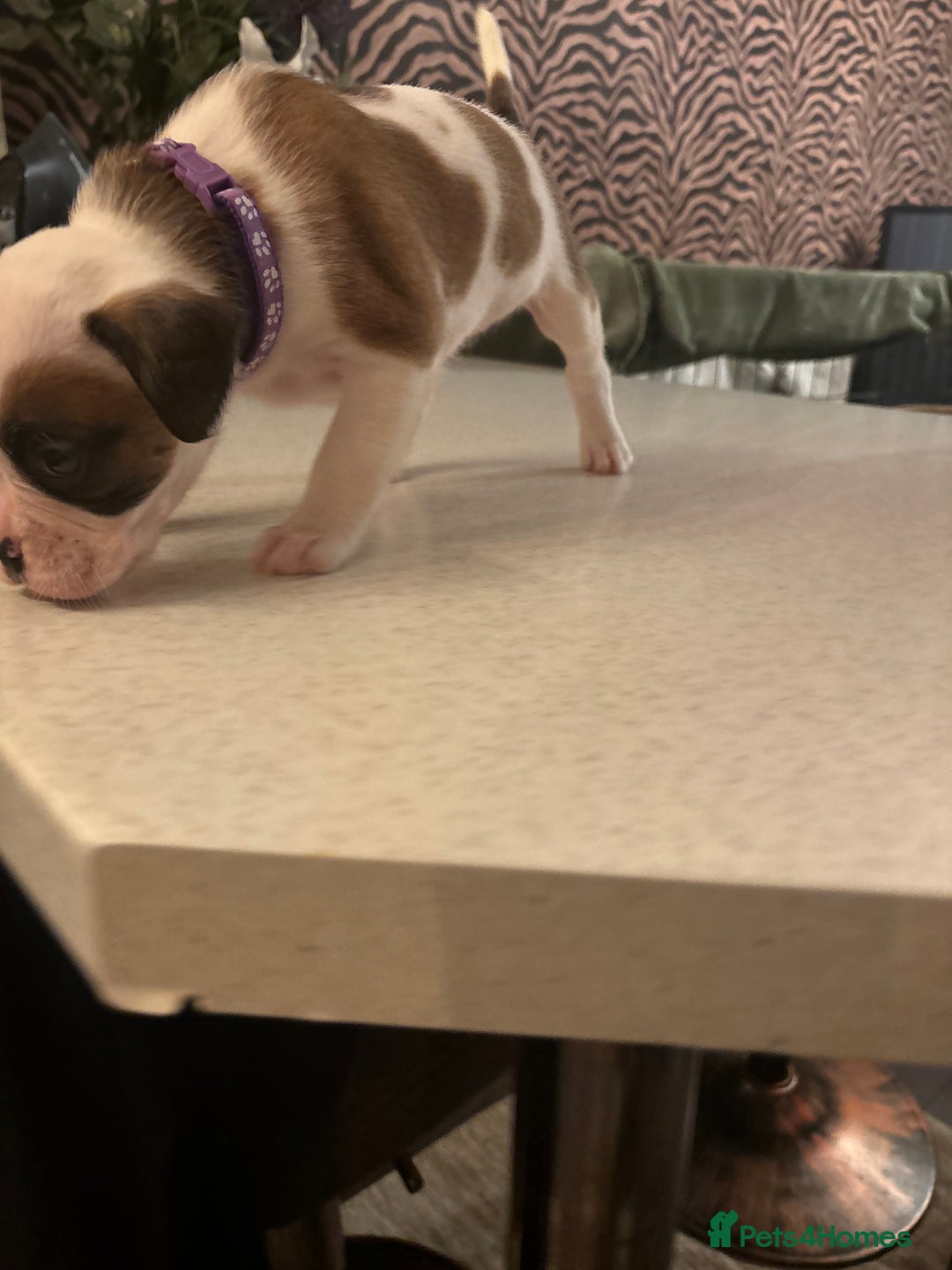 Boxer dogs for sale: Boxer puppies 5 bitches 1 boy  - Advert 26