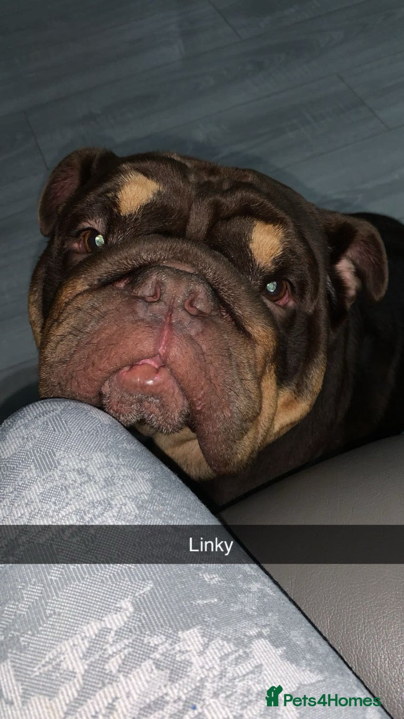 English Bulldog dogs English bulldog stud linky  - Advert 18