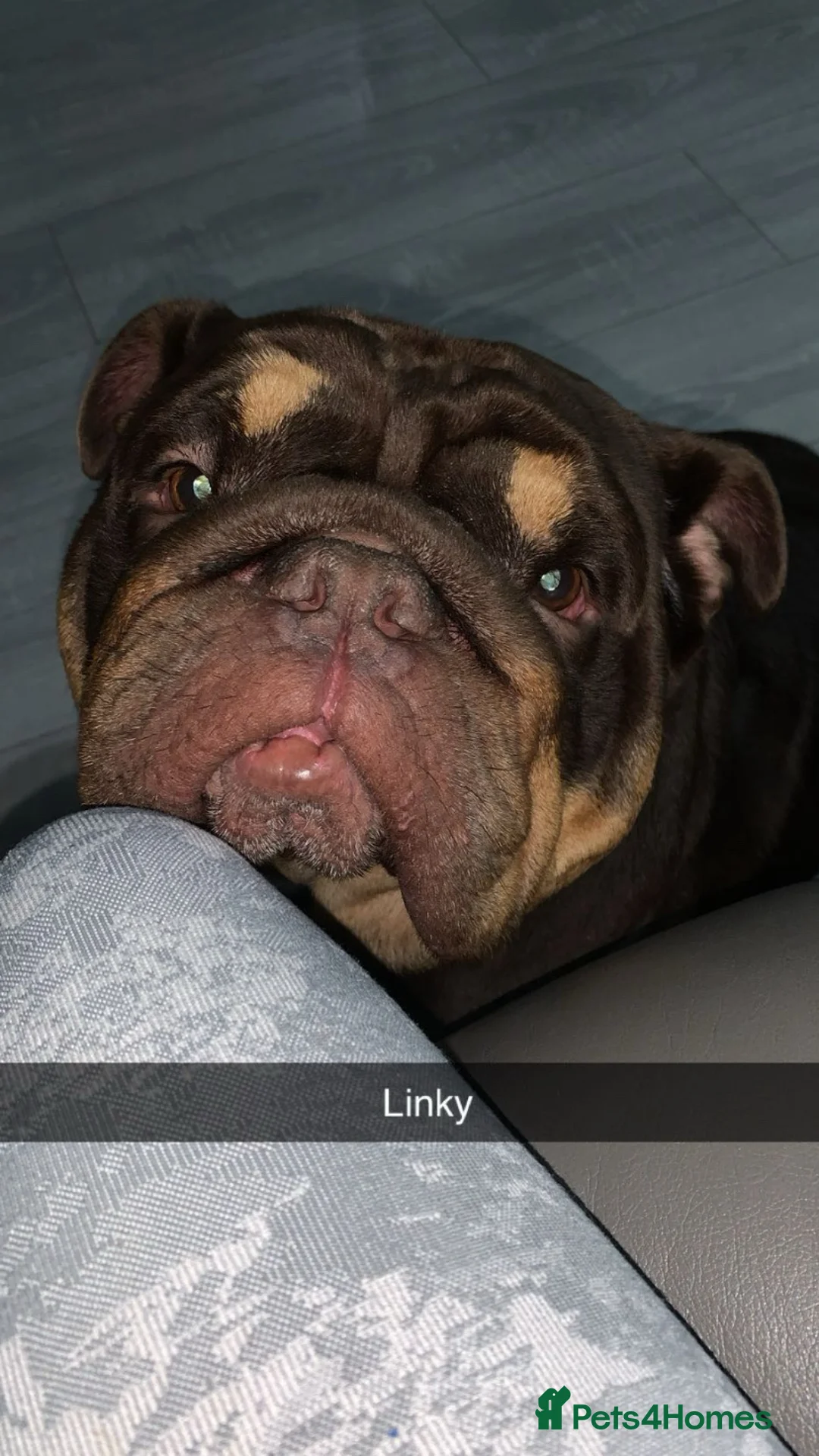 English Bulldog dogs for stud: English bulldog stud linky  - Advert 1
