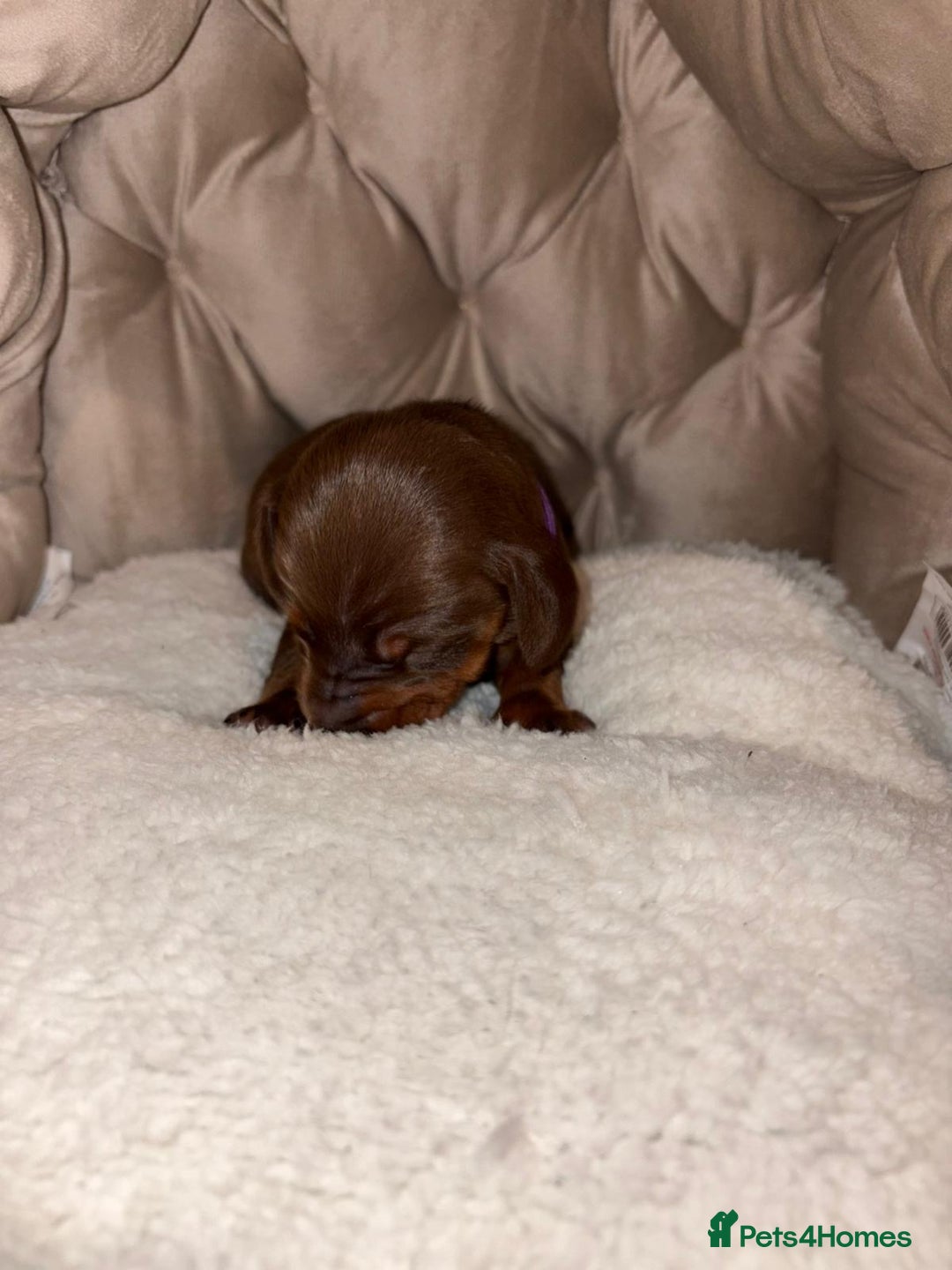 Dachshund dogs for sale: 6 mini dachshunds looking for there forever home  - Advert 9