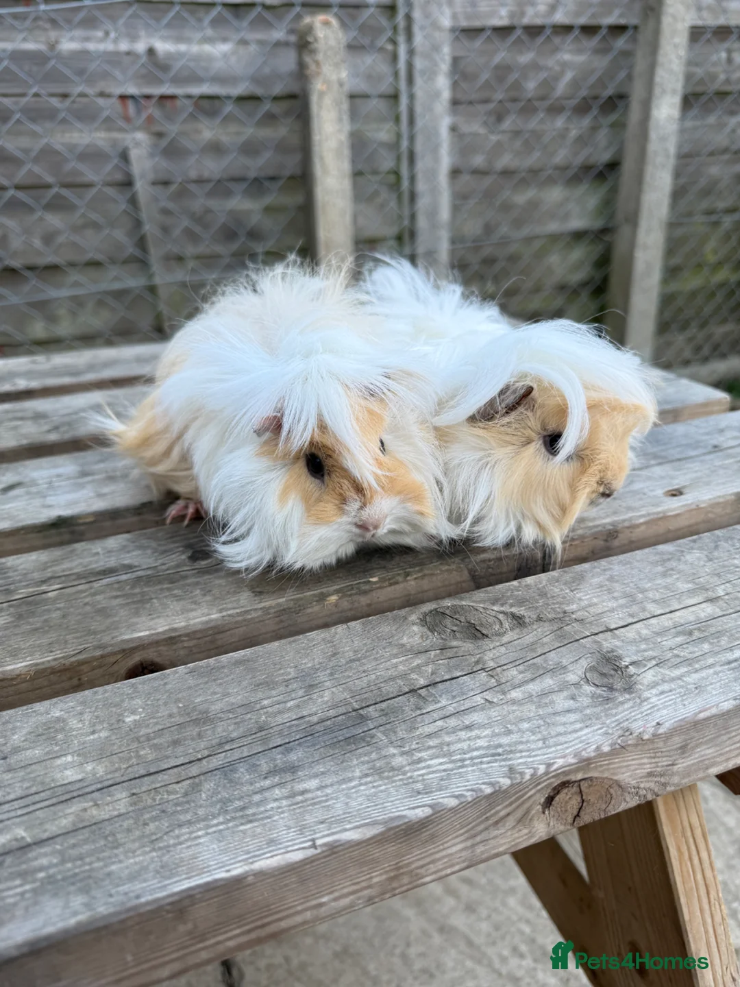 Guinea Pig rodents for sale: Gorgeous girls  - Advert 3