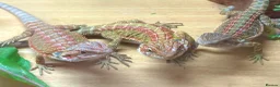 Bearded Dragon reptiles for sale: Stunning baby bearded dragons £100 ONO  - Advert 6