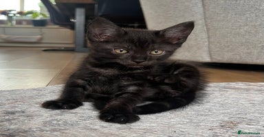 Maine Coon cats - Advert 11