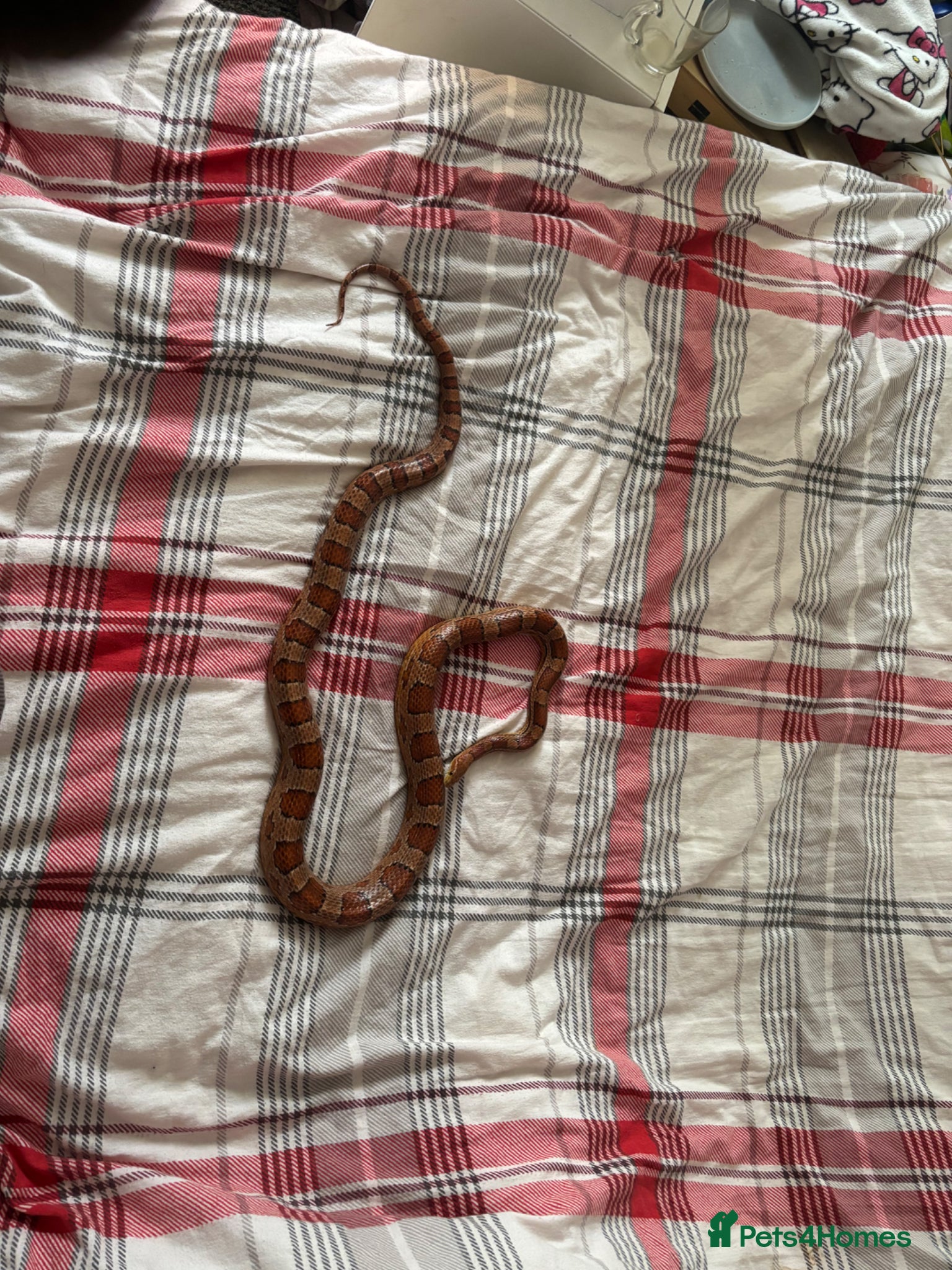 Corn Snake reptiles Corn snake 5 years old - Advert 1