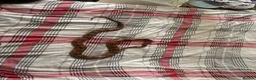 Corn Snake reptiles for sale: Corn snake 5 years old - Advert 1