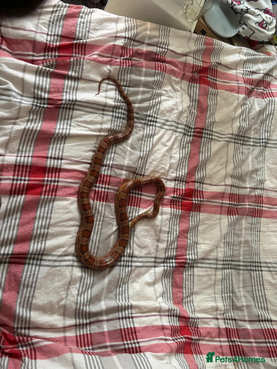 Corn Snake reptiles for sale: Corn snake 5 years old - Advert 1