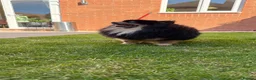 German Spitz dogs for sale: German spitz for Adoption  - Advert 11