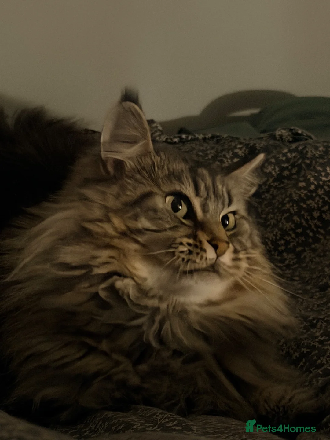 Maine Coon cats for sale: 5 yr old female MC - Advert 8