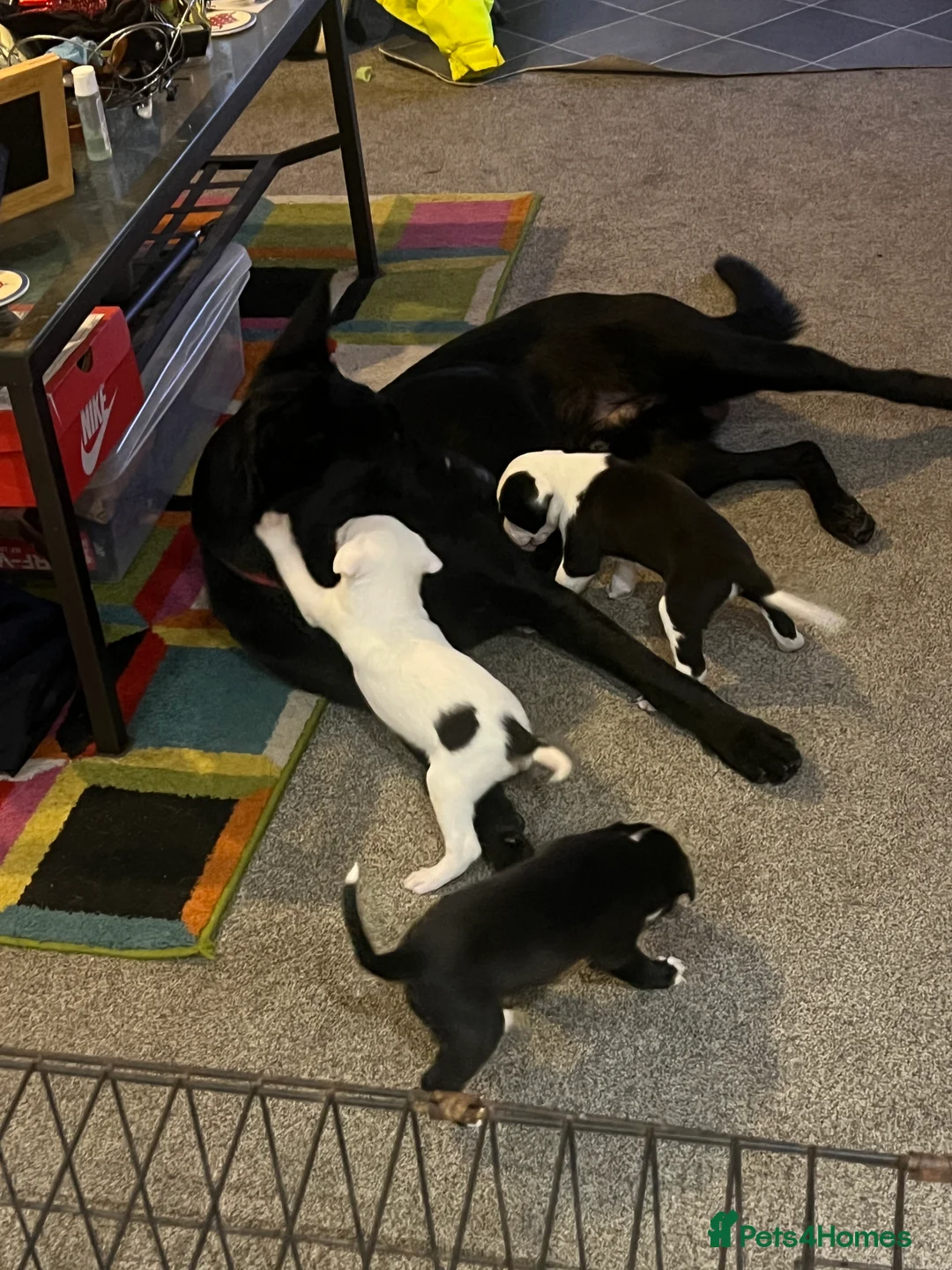 Mixed Breed dogs for sale: Adorable 13-Week-Old Female Puppies Ready For Home - Advert 1