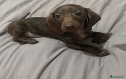 Miniature Dachshund dogs for sale: Beautiful mini dachshund little lady full pedigree - Image 4