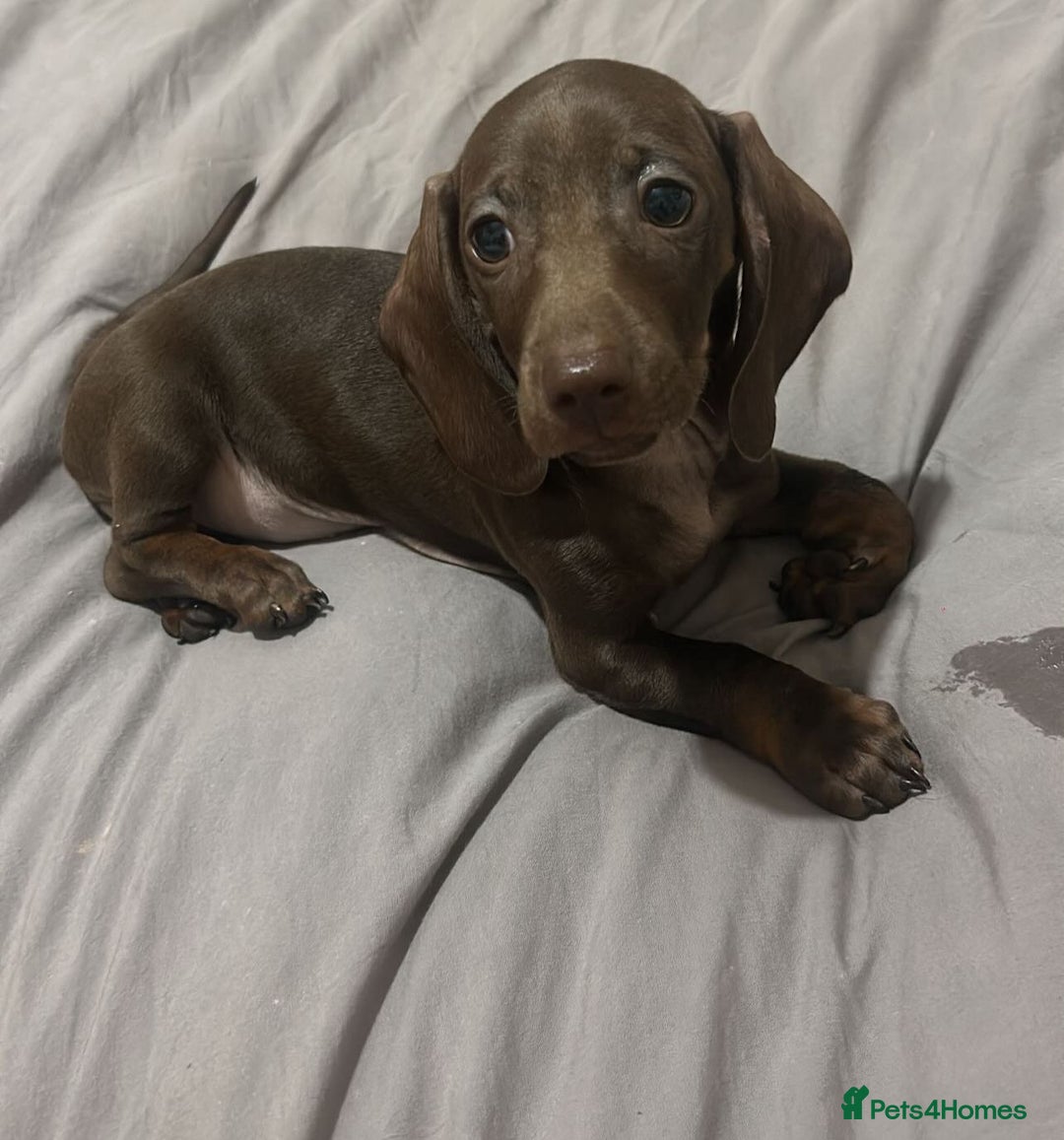Miniature Dachshund dogs for sale: Beautiful mini dachshund little lady full pedigree - Image 4
