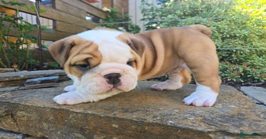 English Bulldog dogs - Advert 3