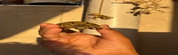 Tortoise reptiles for sale: Baby Greek tortoise - Advert 5