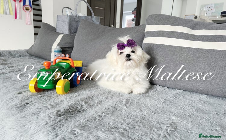Maltese dogs - Advert 2