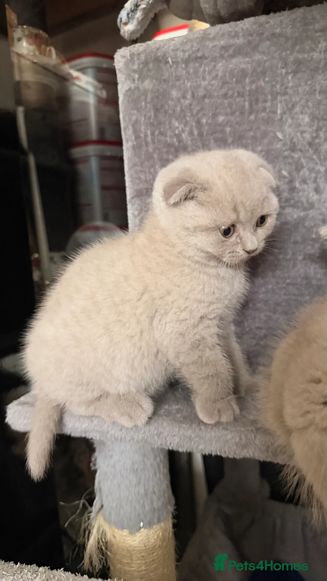 British Shorthair cats for sale: British Short hair and Scotish Fold - Advert 3
