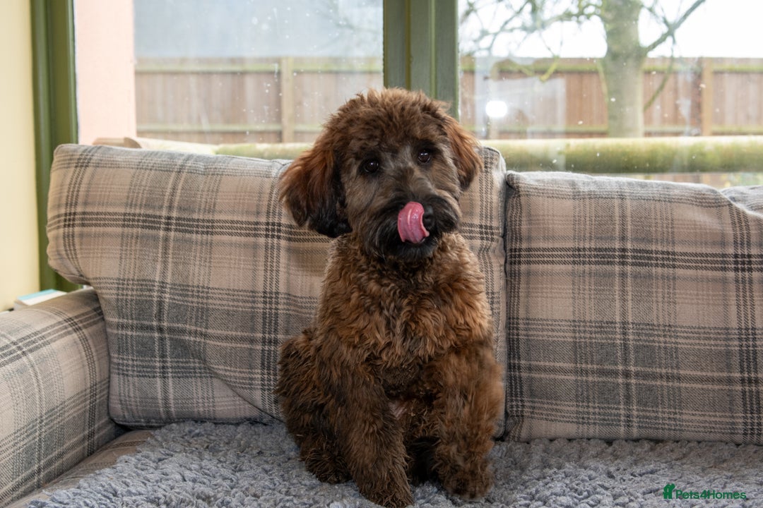 Goldendoodle dogs for sale: 6 month old F1B mini Goldendoodle - Advert 2