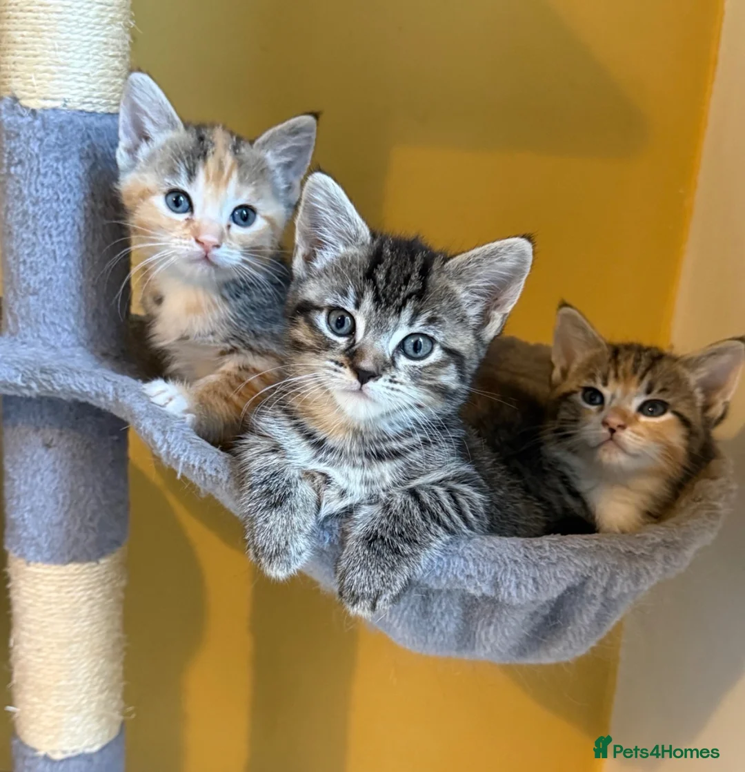 Domestic Shorthair cats for sale: 5 Beautiful Kittens – Ready 26th August 🐾 in Driffield - Advert 1
