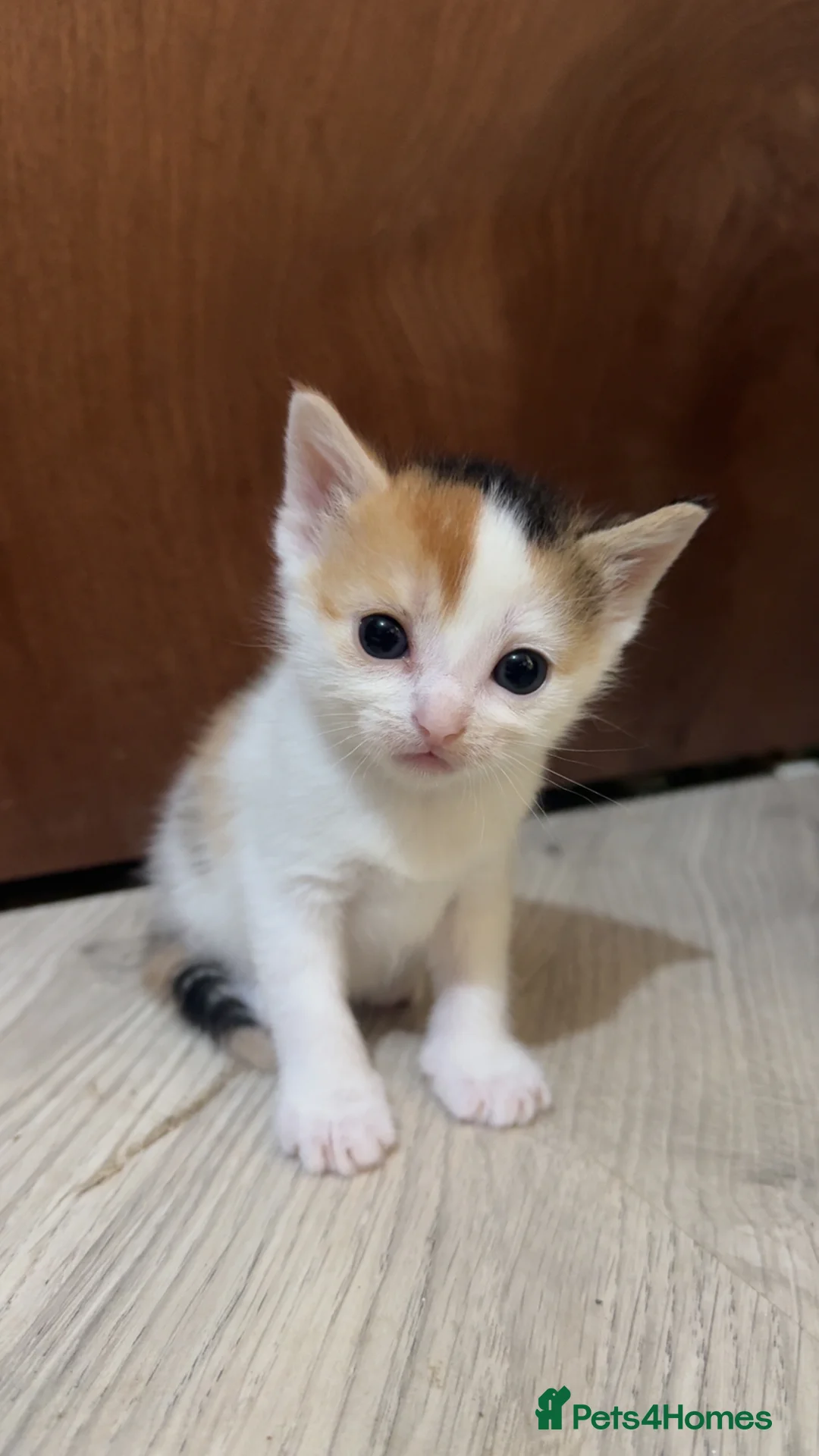 Mixed Breed cats for sale: Kittens ready November  - Advert 4