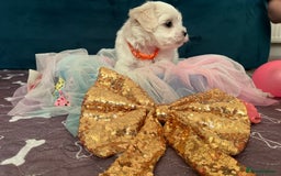 Bichon Frise dogs for sale: Bichon Frise  - Image 4