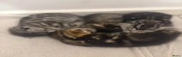 Bengal cats for sale: 4 beautiful part bengal kittens  - Advert 2