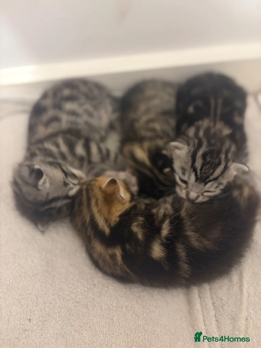 Bengal cats for sale: 4 beautiful part bengal kittens  - Advert 2