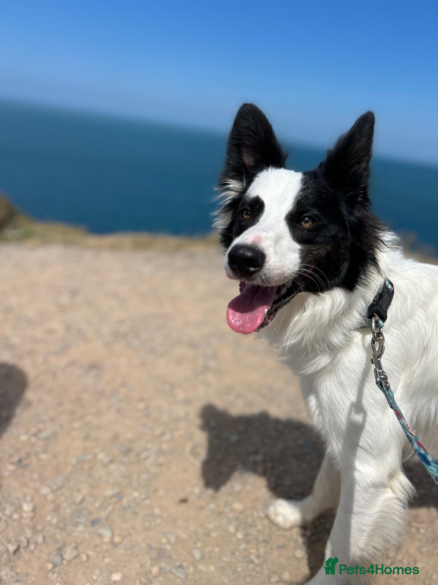 Border Collie dogs Chase - Advert 16