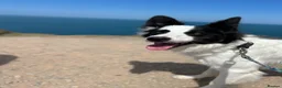 Border Collie dogs for sale: Chase in Barnsley - Advert 1