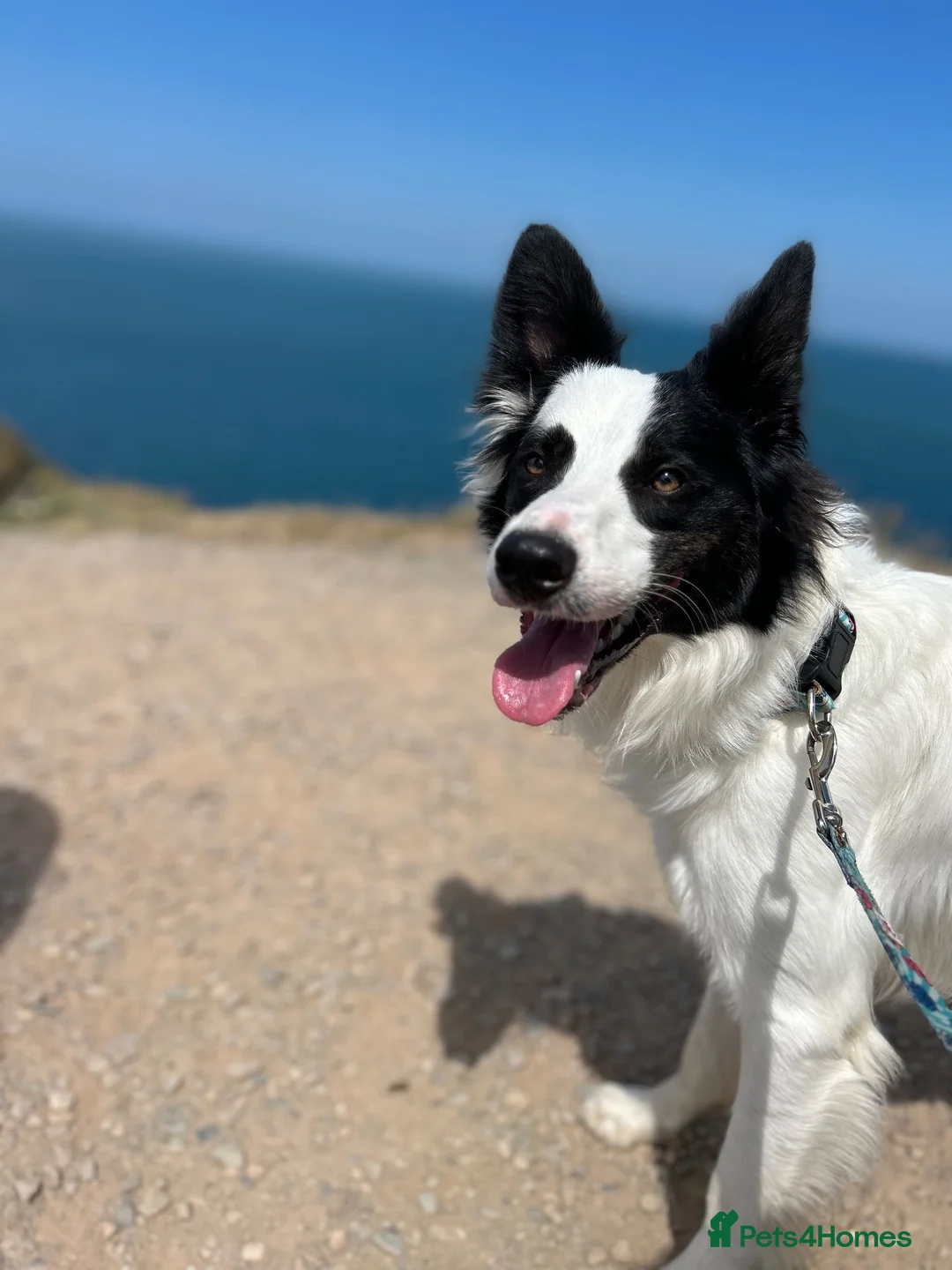 Border Collie dogs for sale: Chase in Barnsley - Advert 1