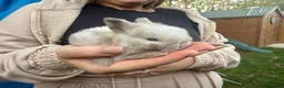Mini Lop rabbits for sale: Beautiful baby mini lops  in Waltham Cross - Advert 8