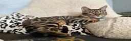 Bengal cats for sale: Male and female Bengal  - Advert 6