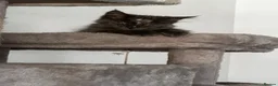 Maine Coon cats for sale: Smoky Maincoon female kitten  - Advert 18