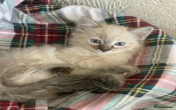 Ragdoll cats for sale: Ragdoll kittens  - Image 2