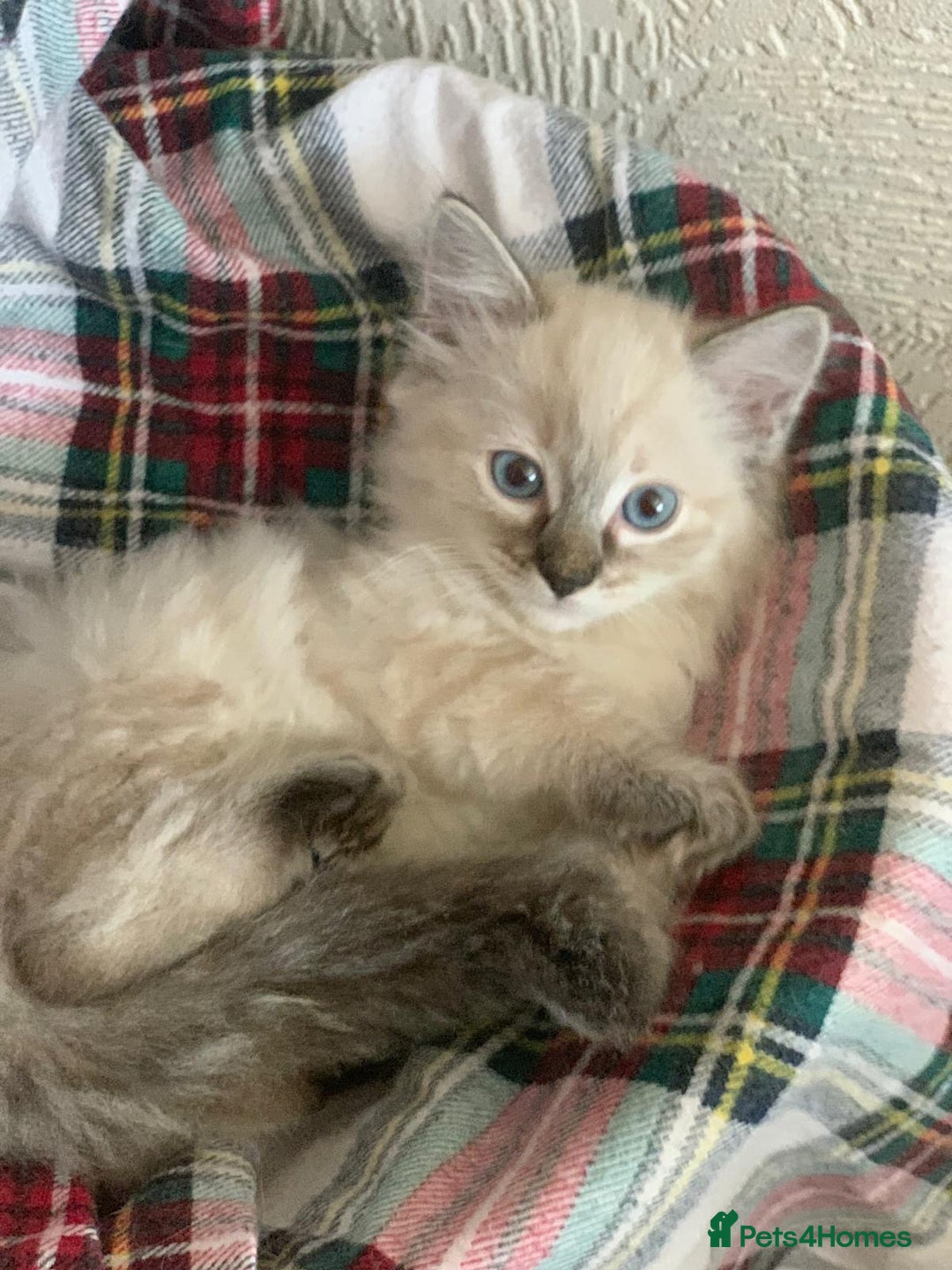 Ragdoll cats for sale: Ragdoll kittens  - Image 2