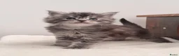 Maine Coon cats for sale: Maine Coon GCCF pedigree registered kittens - Advert 3