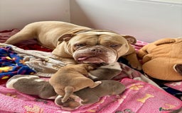 Olde English Bulldogge dogs for sale: Olde english bulldogge pups 1 male / 1 female  - Image 13
