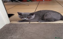 British Shorthair cats for sale: British short-hair kittens  - Image 9