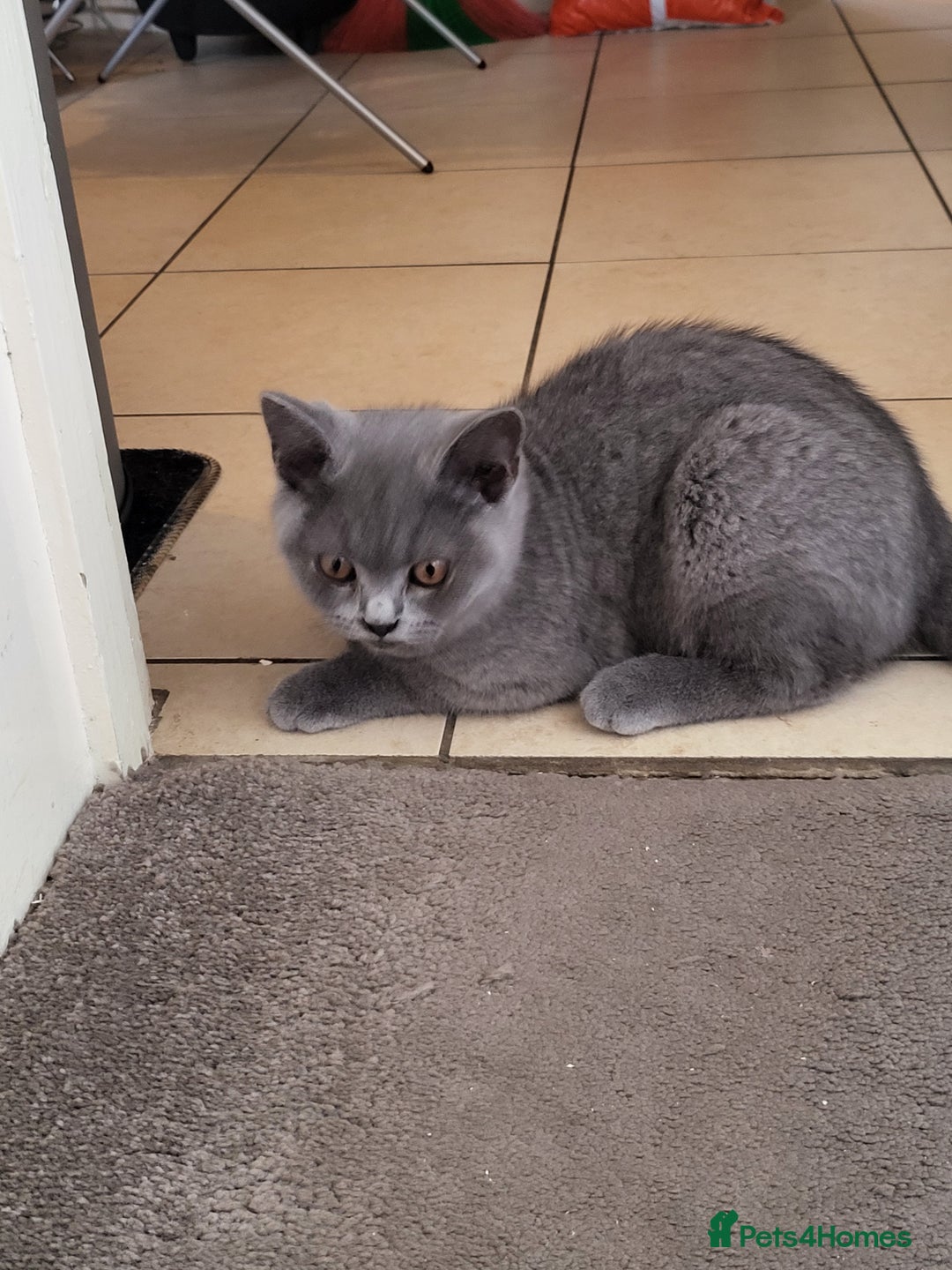 British Shorthair cats for sale: British short-hair kittens  - Image 9