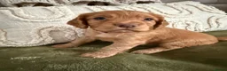 Cocker Spaniel dogs for sale: Beautiful Cocker Spaniel Puppies_Girls & One Boy - Advert 9