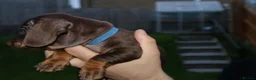 Dachshund dogs for sale: 7 dachshund pups for sale in Bradford - Advert 18