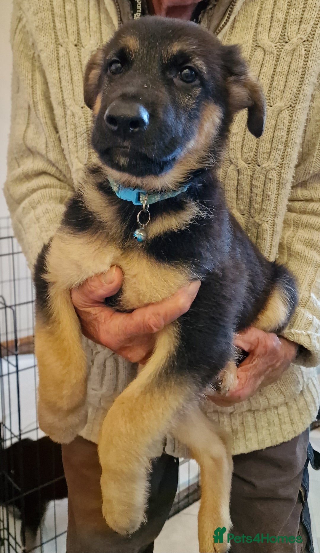 German Shepherd dogs for sale: German shepherd puppies KC reg - Image 3
